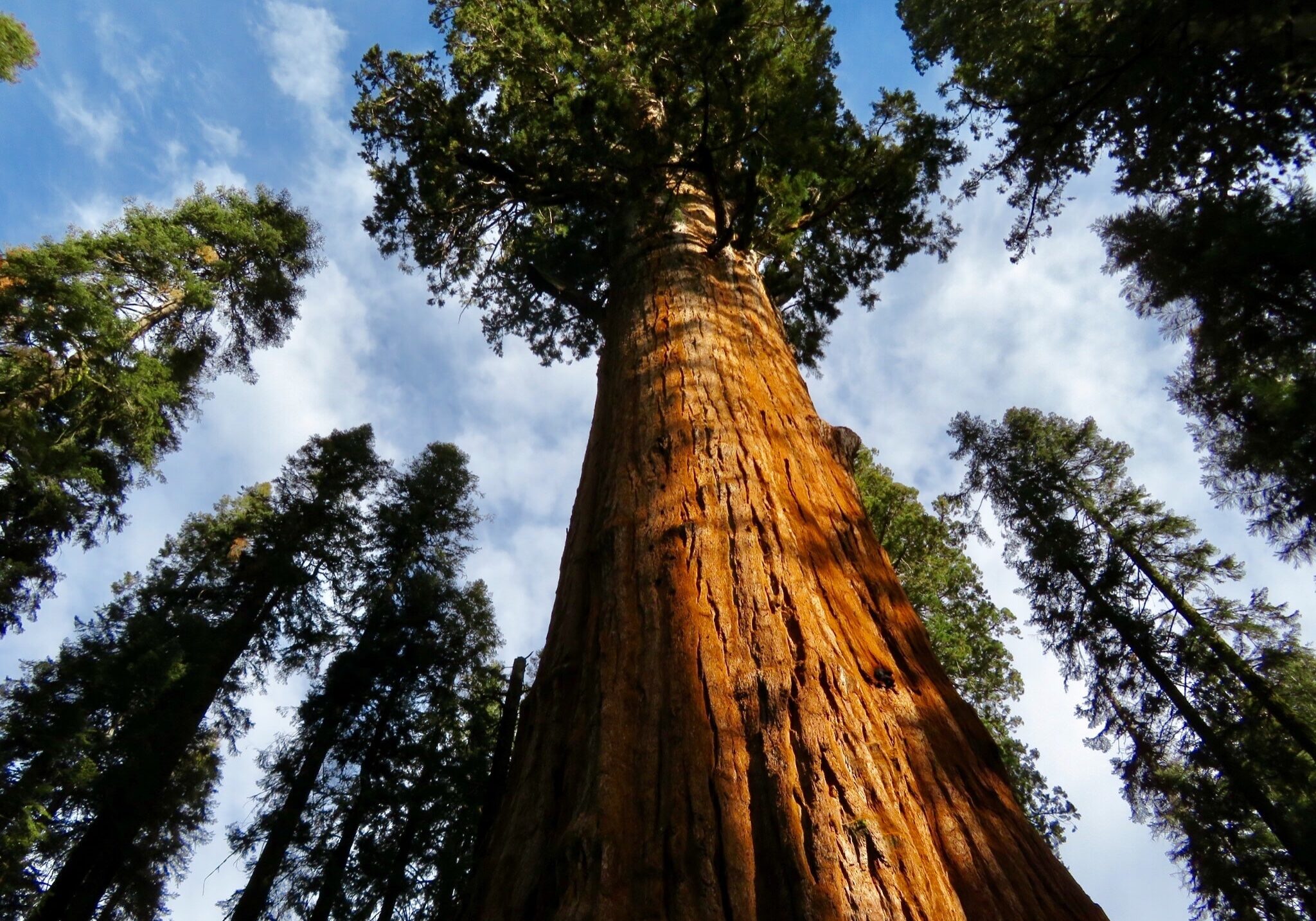 Redwood 2